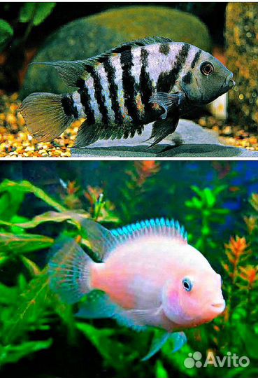 Рыба, Цихлиды, Цихлазома альбинос