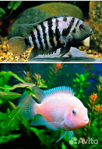 Рыба, Цихлиды, Цихлазома альбинос