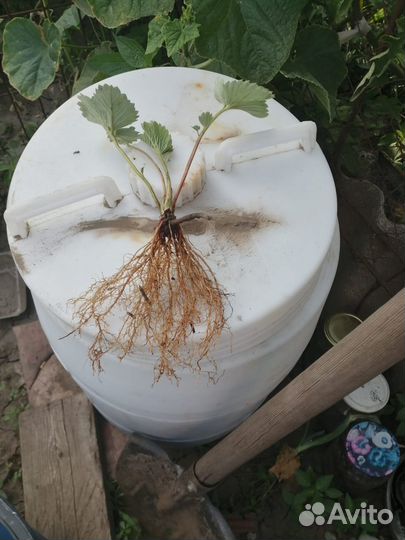 Рассада клубники Фестивальная