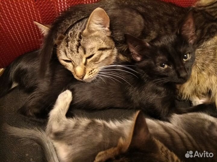 Котята в добрые руки