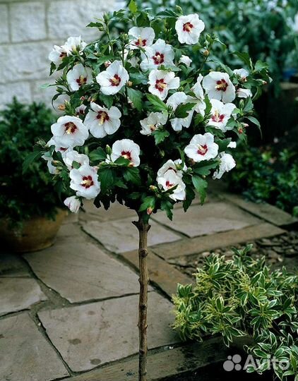 Гибискус Сирийский (древовидный, садовый)