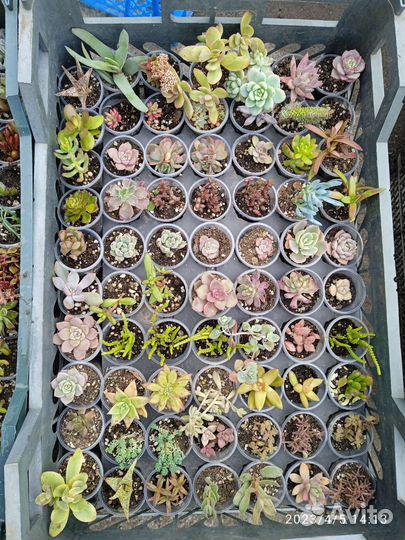 Суккуленты