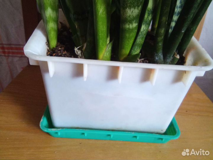 Сансевиерия