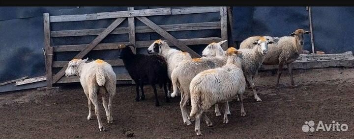 Продам овец