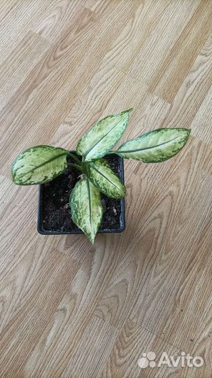 Мелисса, мята перечная