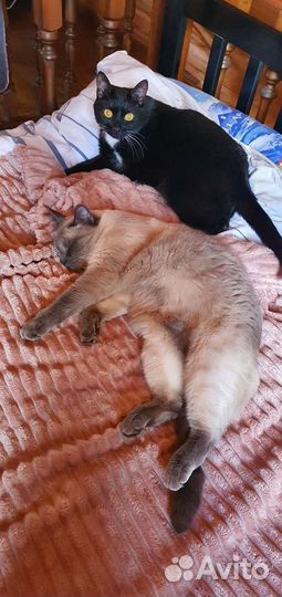 Тайская кошка