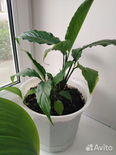 Спатифиллум