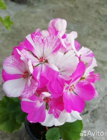 Пеларгония герань