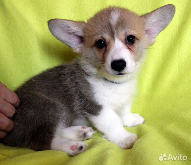 Вельш Корги Пемброк