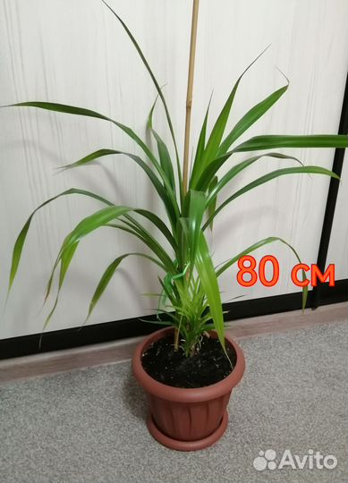 Пальма панданус (винтовая пальма)