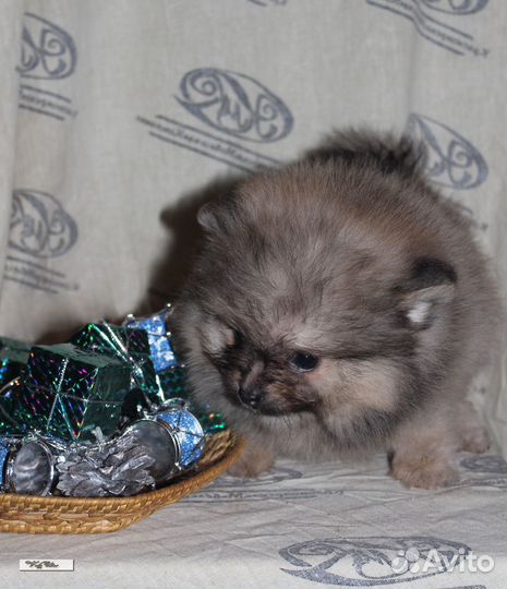 Щенки шпица