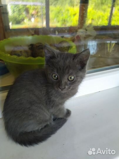 Отдам кота в добрые руки