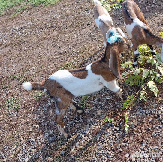 Нубийский козы