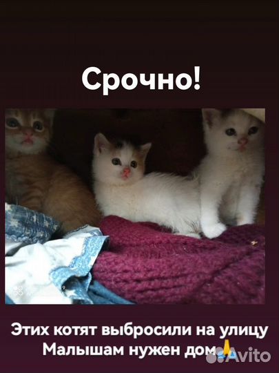 Кошка в дар бесплатно