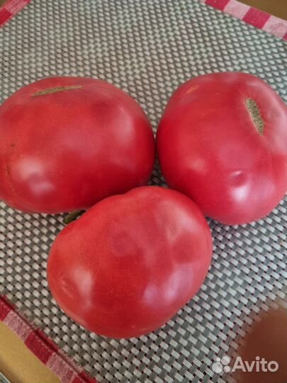 Семена редких сортов томата