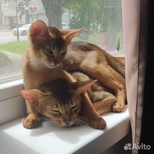 Абиссинские котята