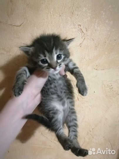 Шикарные котята