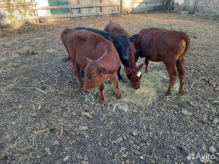 Телята-телки