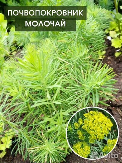 Хризантемы