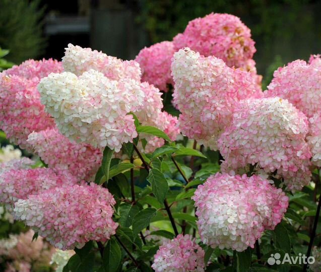 Гортензия метельчатая 2 сорта