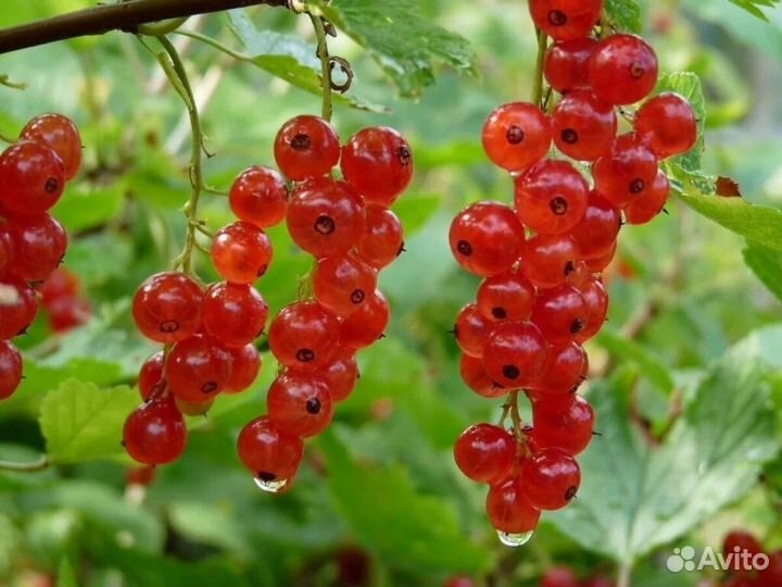 Красная, белая, черная смородина (саженцы)