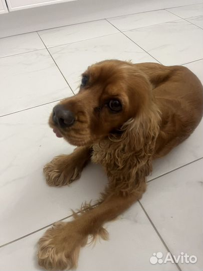 Английский спаниель