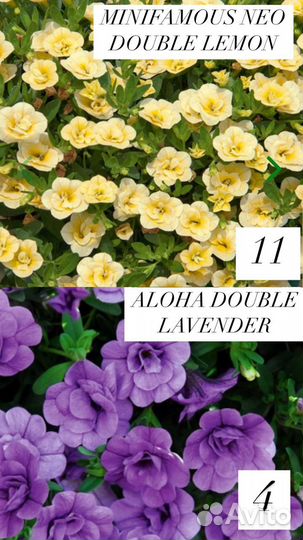 Укорененные черенки калибрахоа