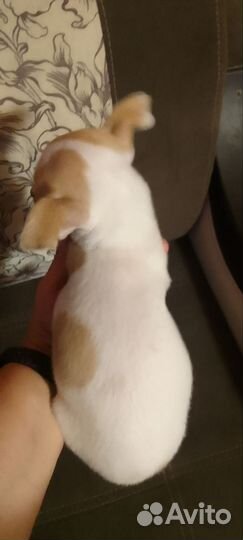 Девочка чихуахуа