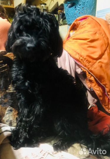 Той пудель девочка