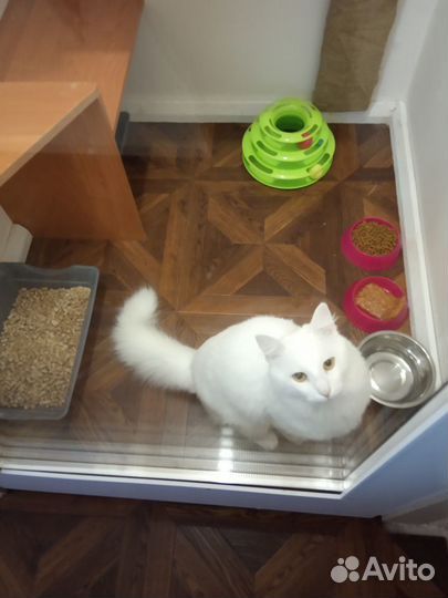 Передержка кошек (гостиница для кошек)