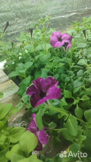 Черенки вегетативной петунии