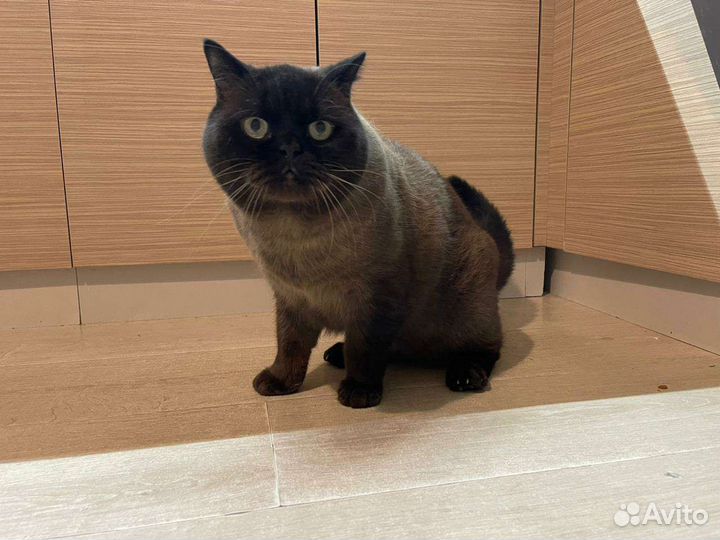 Вязка с Британцем