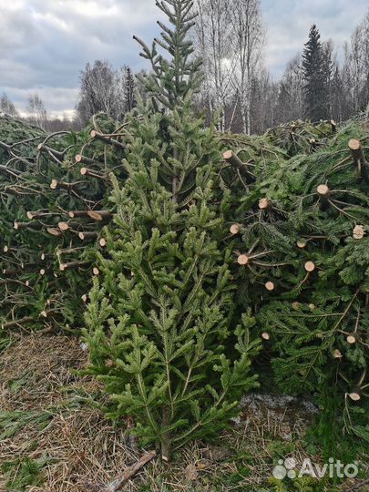 Пихта оптом, мини опт