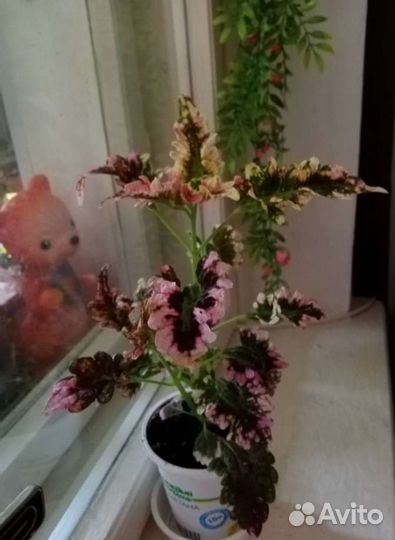 Комнатные растения