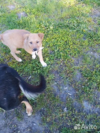 Щенок в добрые руки бесплатно