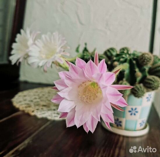 Кактусы и суккуленты