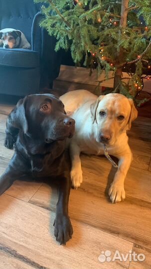 Индивидуальная домашняя передержка для собак