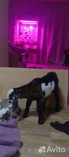 Нубийские козы козлы козлята