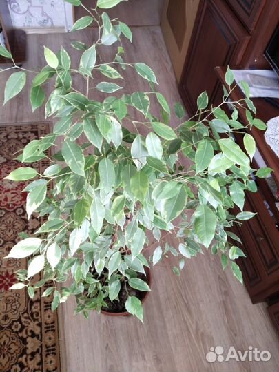 Фикус бенджамина пестролистный