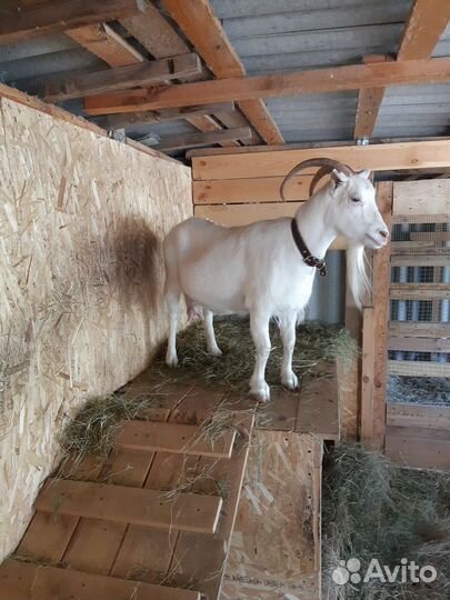 Коза дойная