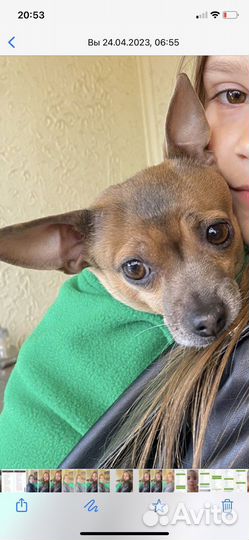 Собака порода той-терьер