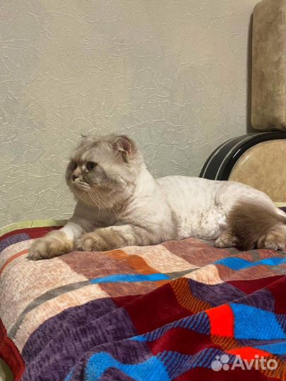 Шотладский вислоухий кот