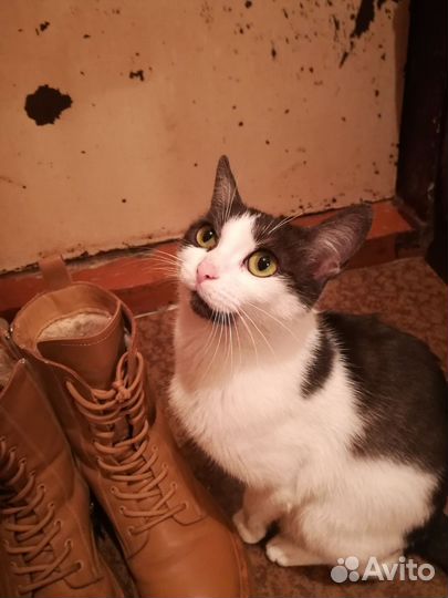 Кошка