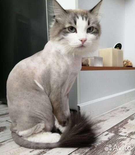 Стрижка собак/кошек выезд на дом, уз-чистка зубов