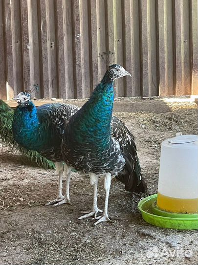 Индийский павлин