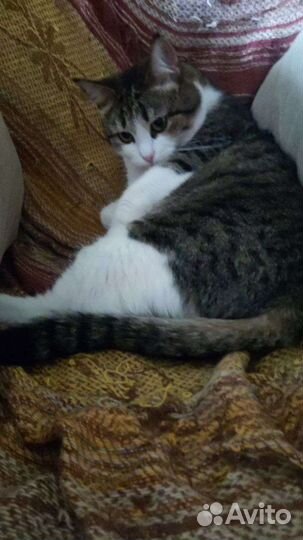 Кошка в добрые руки