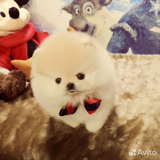 Супер шпиц мини на ладошке