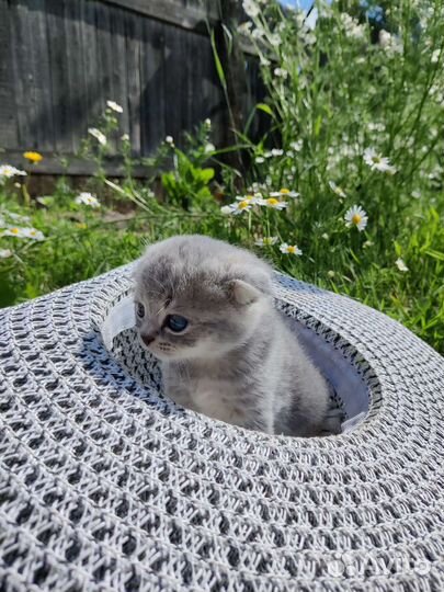 Шотландские котята