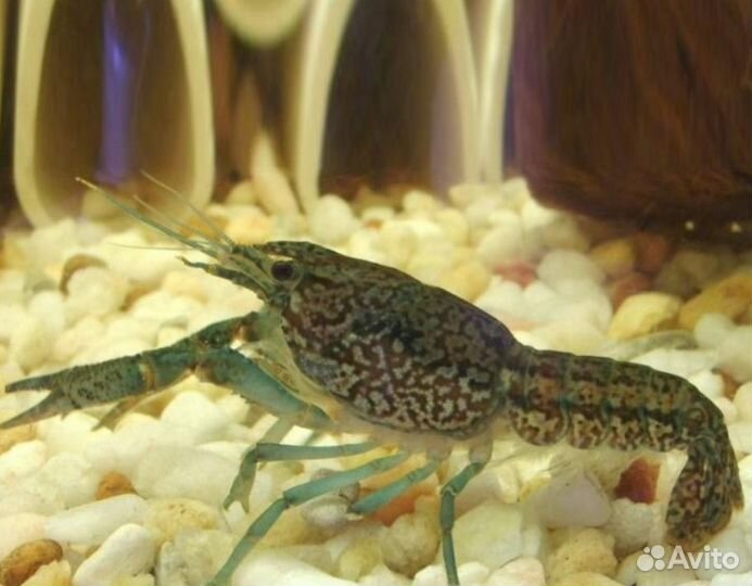 Мраморные раки