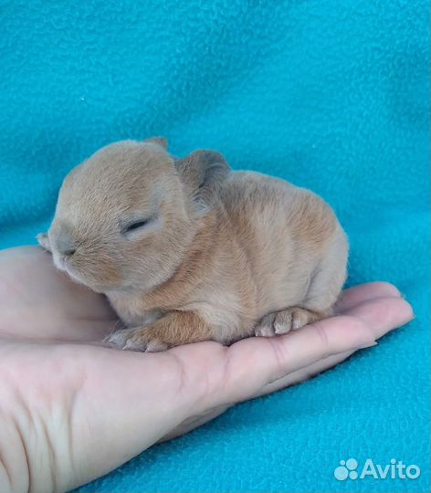 Кролик карликовый рекс